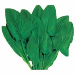 Spinach Seeds Manufacturer Supplier Wholesale Exporter Importer Buyer Trader Retailer in Hyderabad Andhra Pradesh India